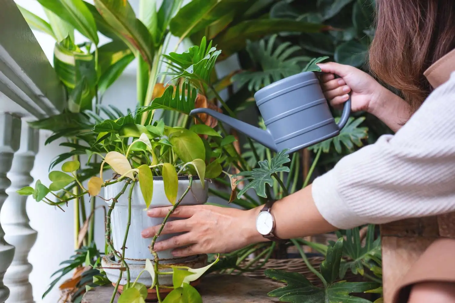 Watering indoor plants