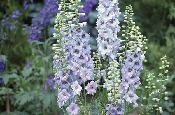 飞燕草 (Delphinium) — 更多视角