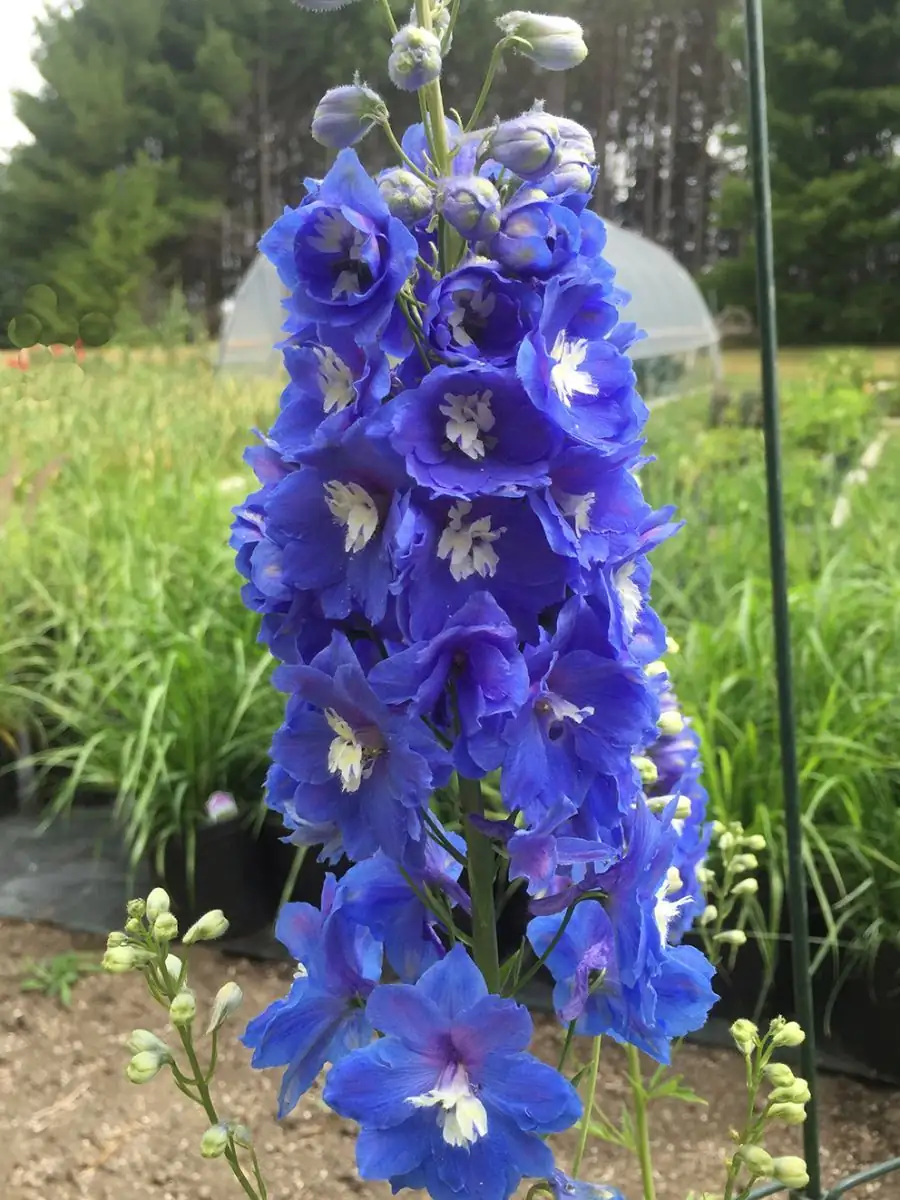 飞燕草 (Delphinium) — 细节