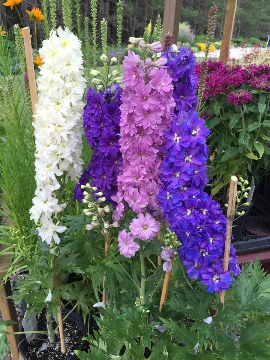 飞燕草 (Delphinium) — 特写