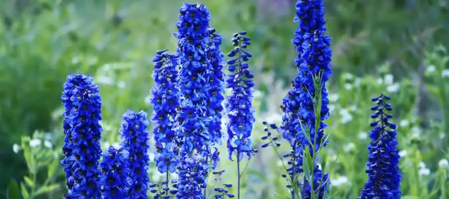 飞燕草 (Delphinium) — 更多视角