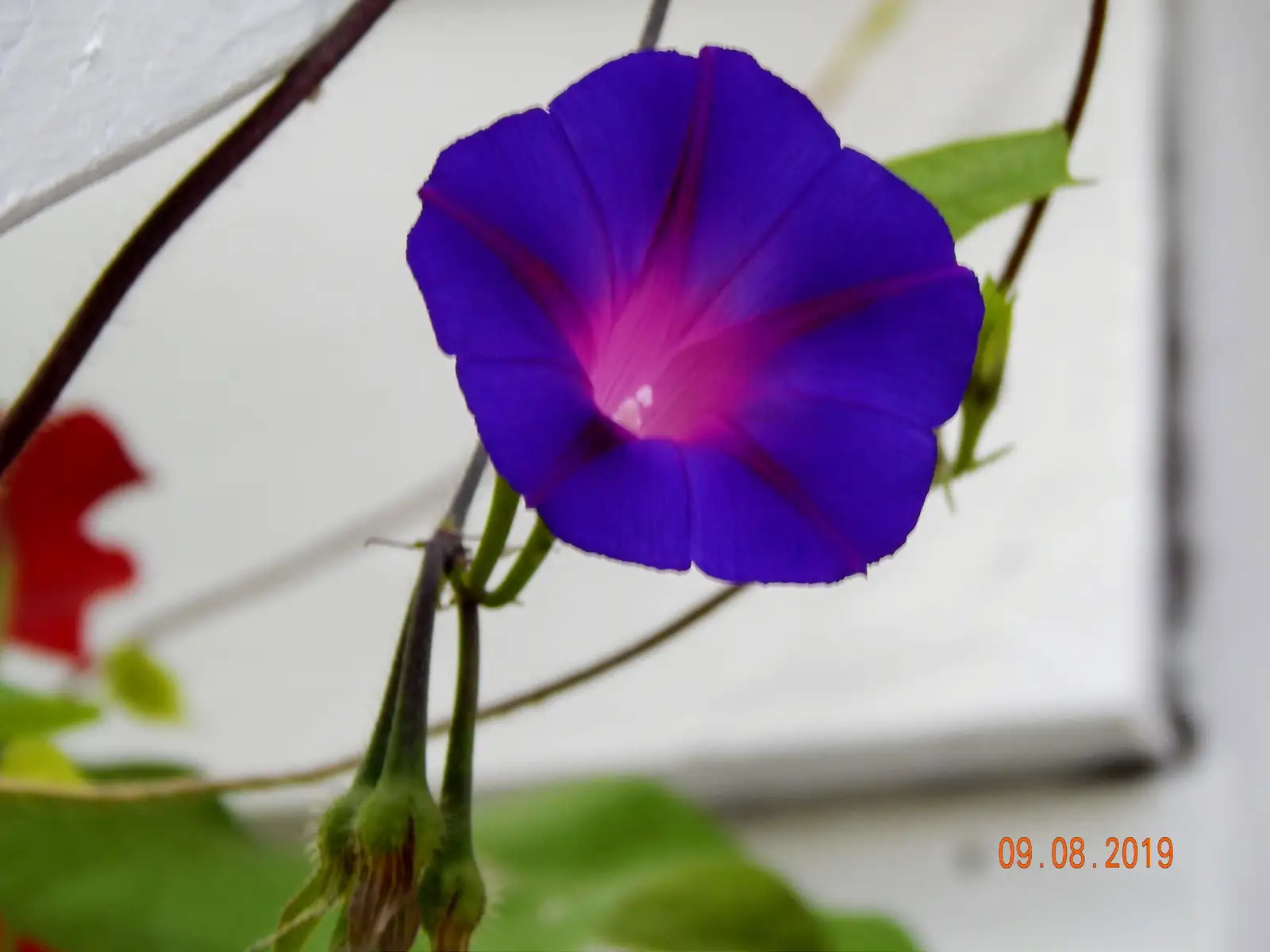 牵牛花 (Ipomoea purpurea) — 环境展示