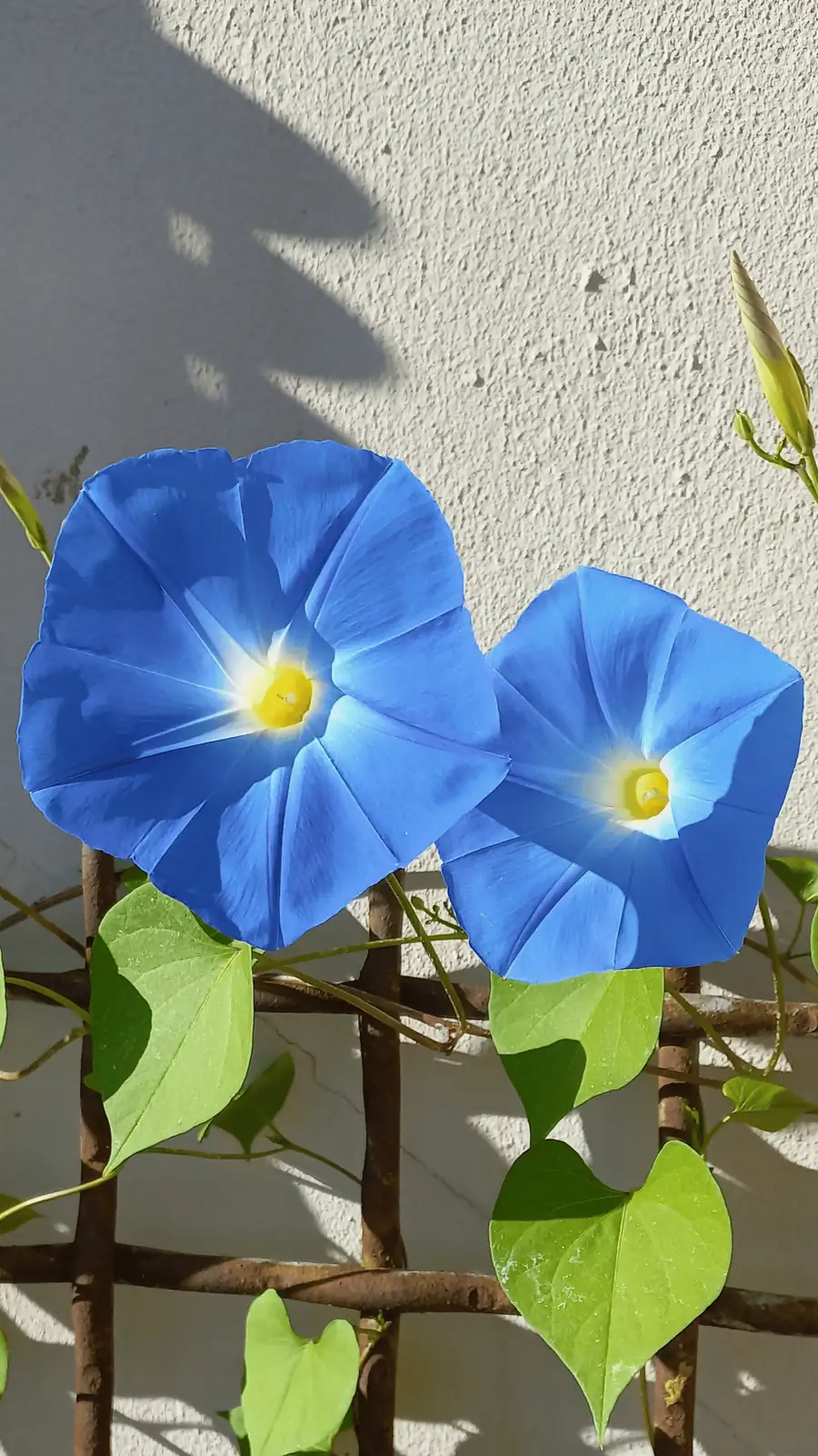 牵牛花 (Ipomoea purpurea) — 更多视角