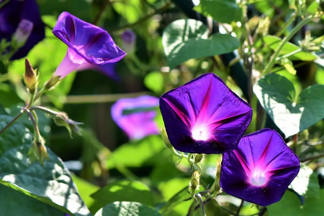 牵牛花 (Ipomoea purpurea) — 主图