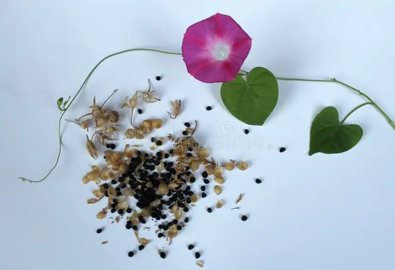 牵牛花 (Ipomoea purpurea) — 更多视角