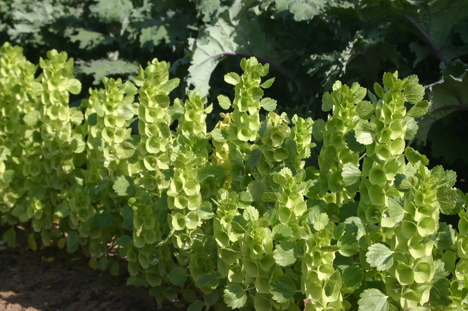 贝壳花 (Moluccella laevis L.) — 主图