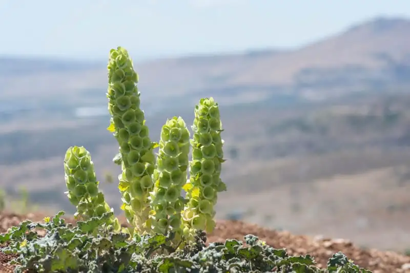 贝壳花 (Moluccella laevis L.) — 特写