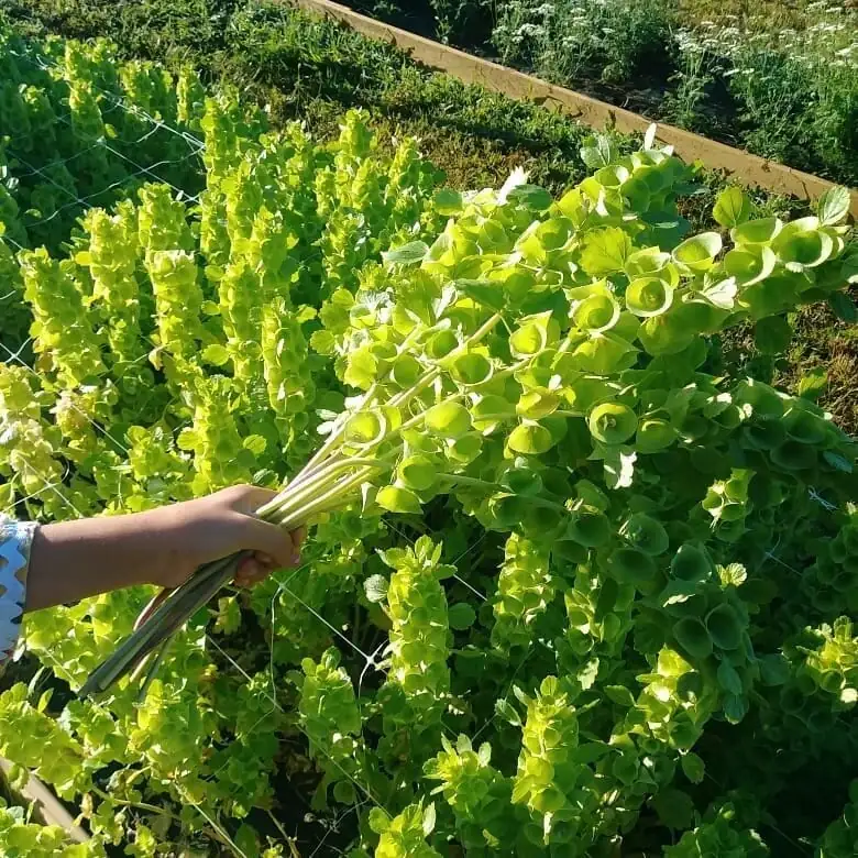 贝壳花 (Moluccella laevis L.) — 环境展示