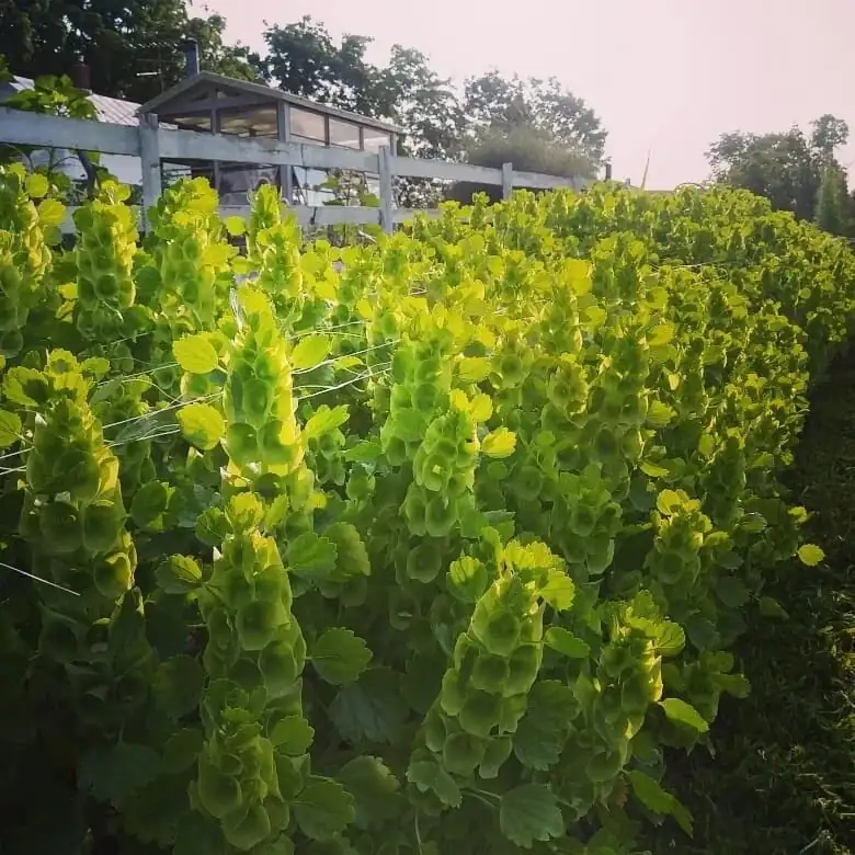 贝壳花 (Moluccella laevis L.) — 更多视角
