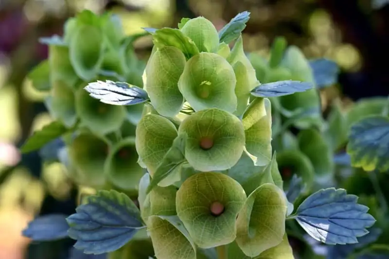 贝壳花 (Moluccella laevis L.) — 更多视角