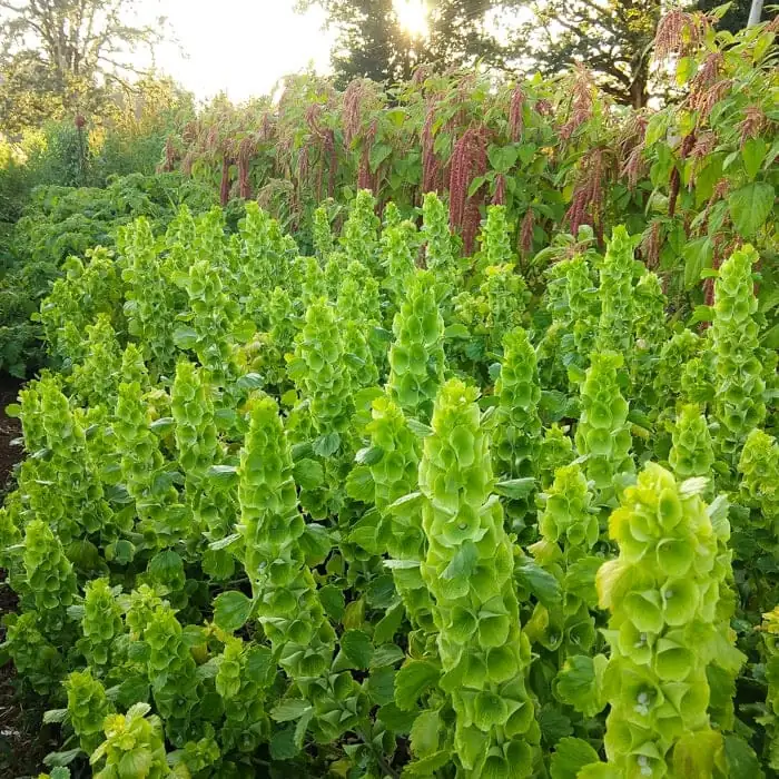 贝壳花 (Moluccella laevis L.) — 更多视角