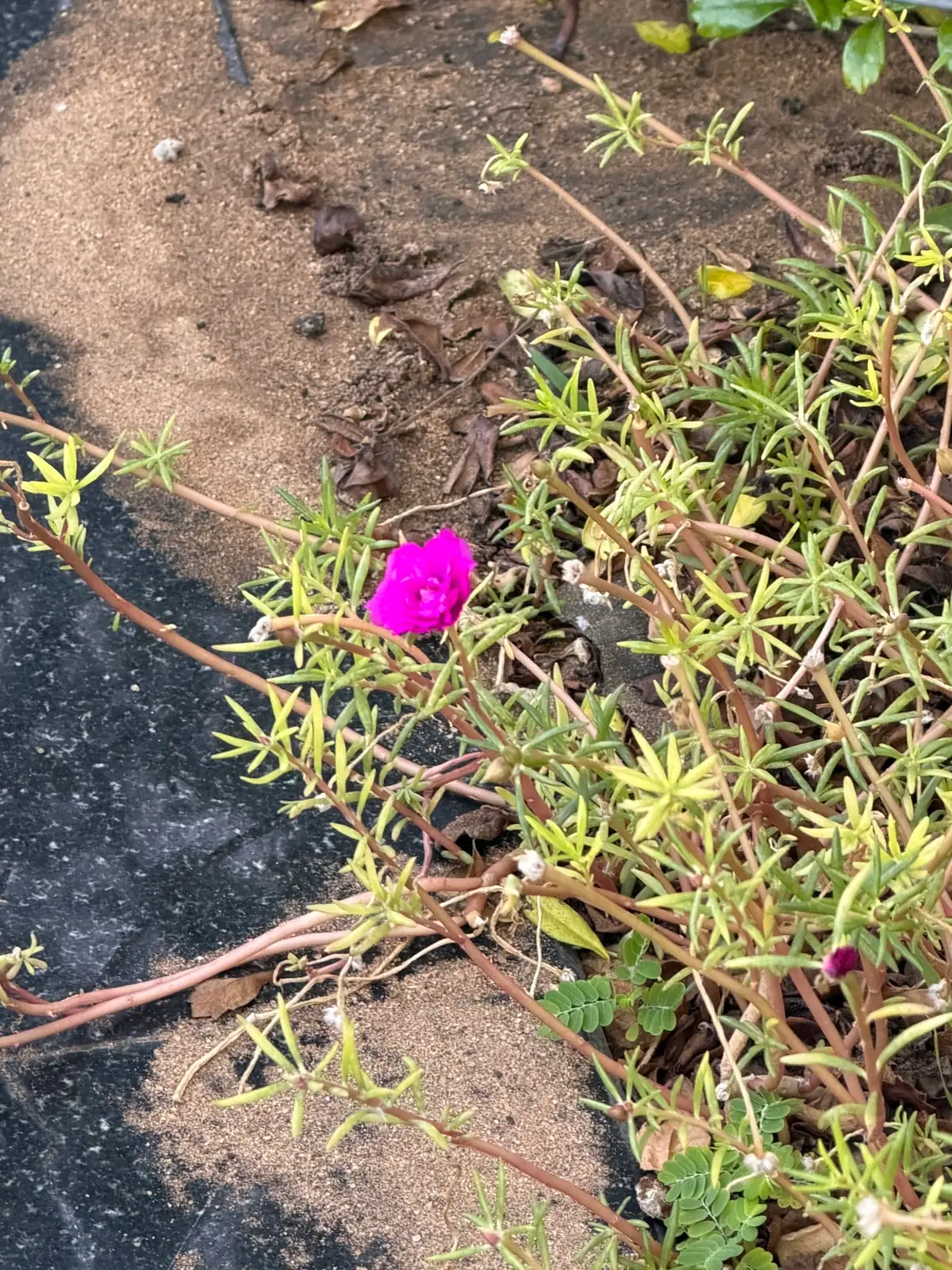 मॉस रोज़ (Portulaca grandiflora) — मुख्य दृश्य