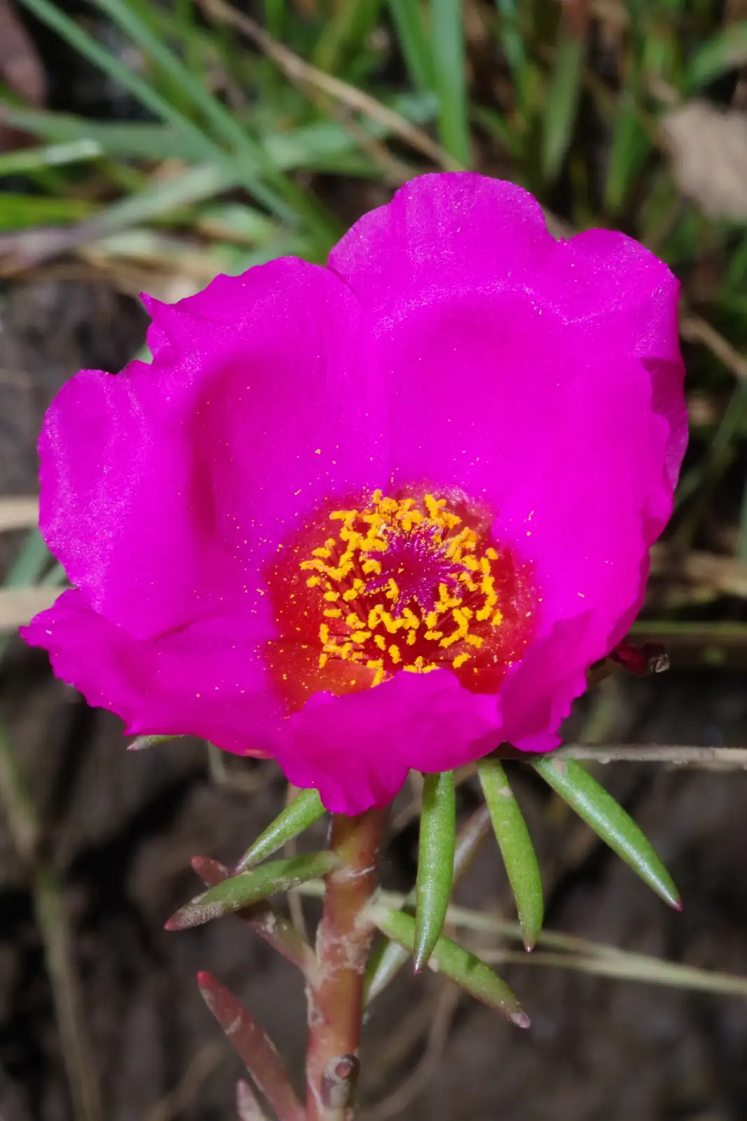 मॉस रोज़ (Portulaca grandiflora) — विवरण