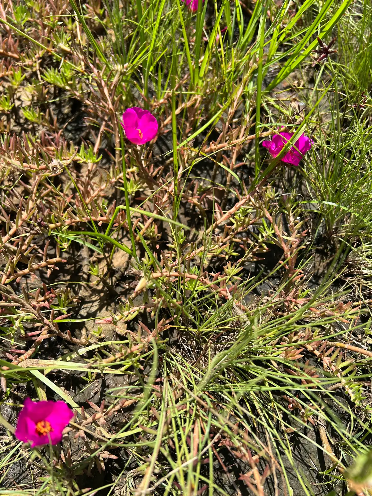 मॉस रोज़ (Portulaca grandiflora) — क्लोज़अप