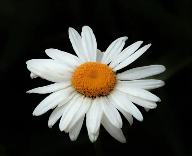 雏菊 (Bellis perennis) — 特写