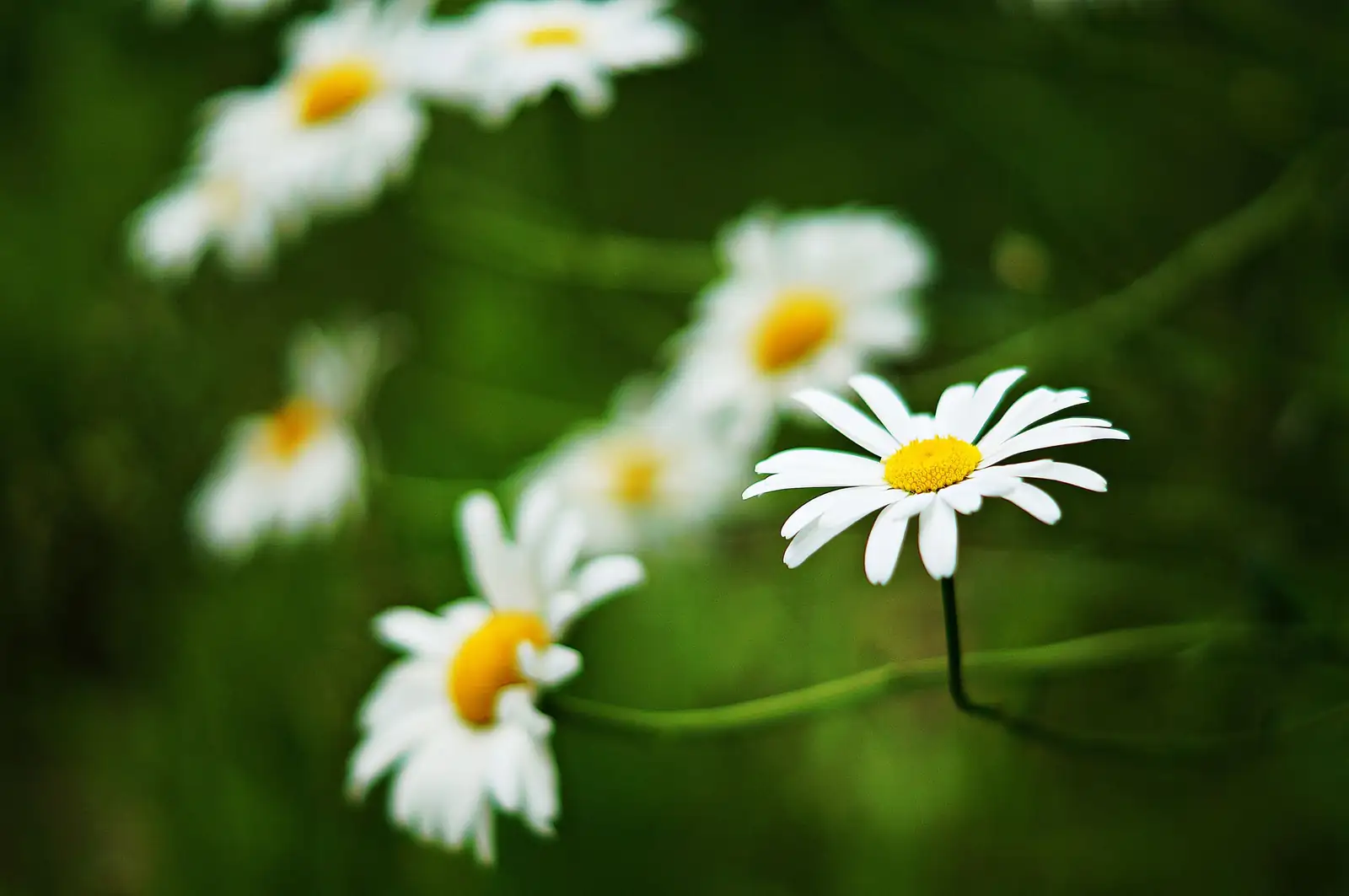 雏菊 (Bellis perennis) — 环境展示