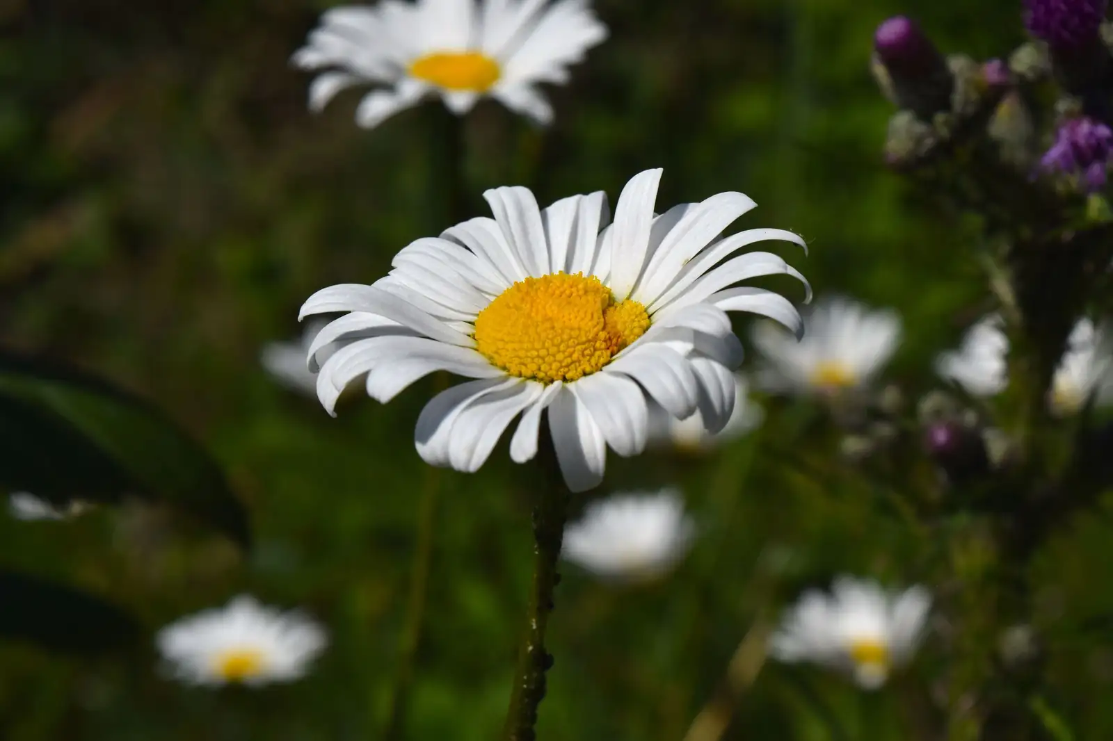 雏菊 (Bellis perennis) — 更多视角