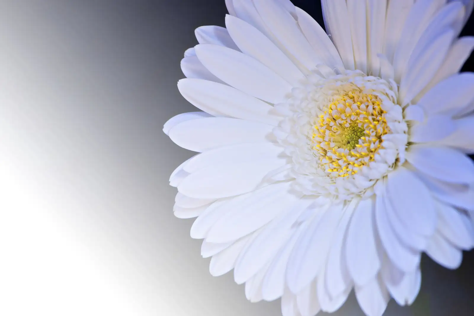 雏菊 (Bellis perennis) — 更多视角