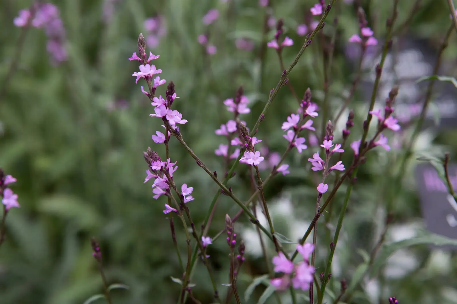 马鞭草 (Verbena officinalis L.) — 更多视角