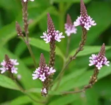 马鞭草 (Verbena officinalis L.) — 细节