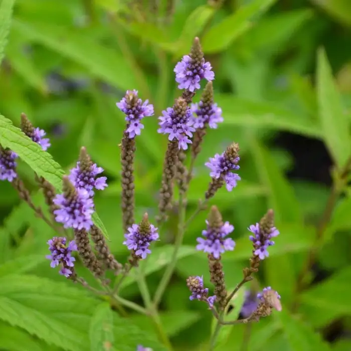 马鞭草 (Verbena officinalis L.) — 主图