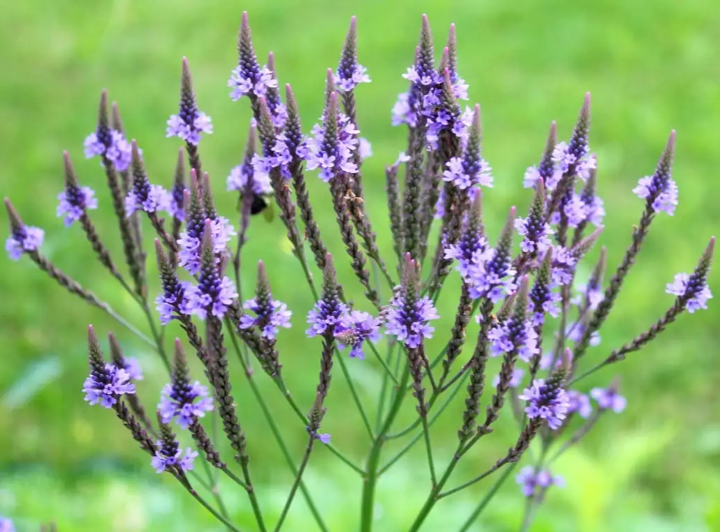 马鞭草 (Verbena officinalis L.) — 特写