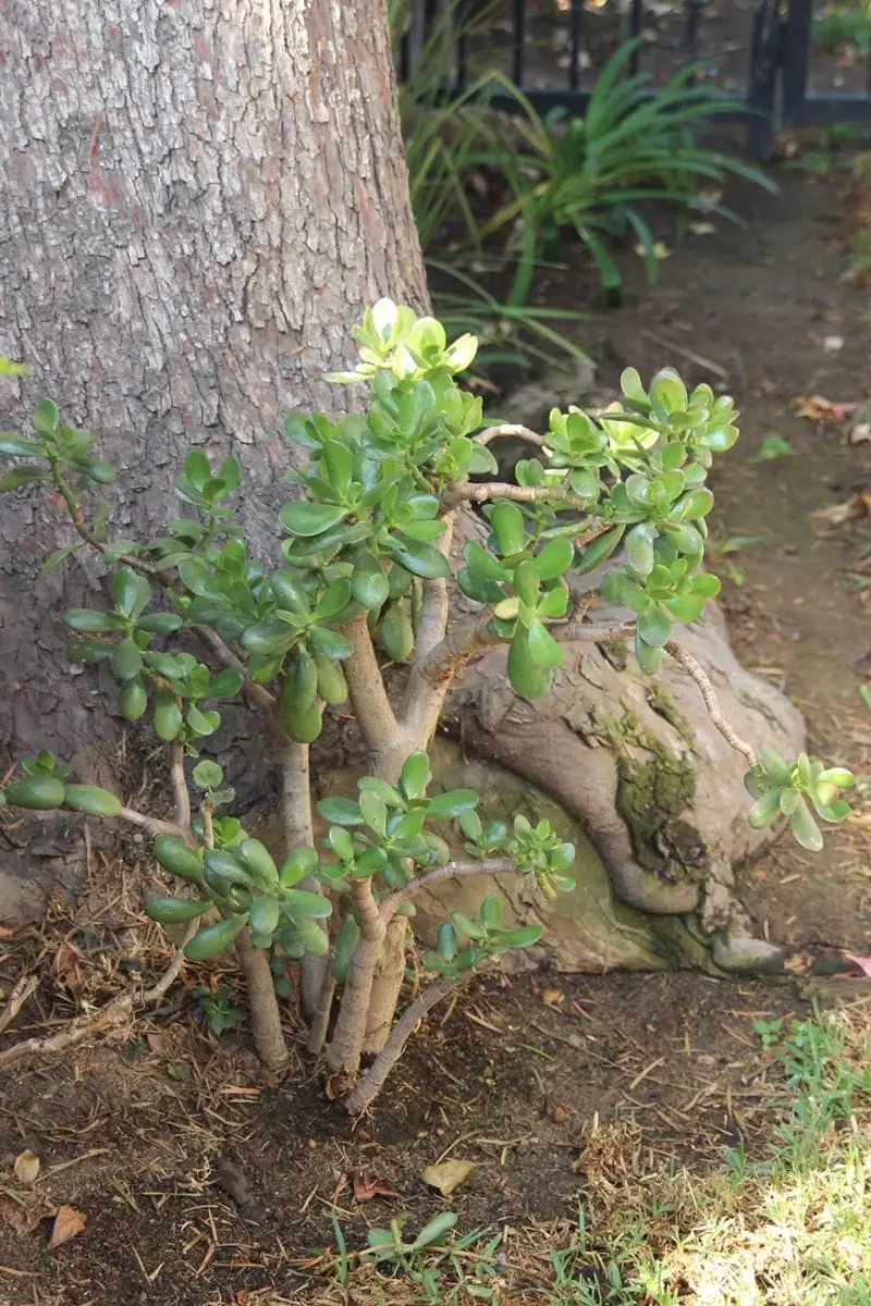 Jade Plant (Crassula ovata) — dalam ruangan