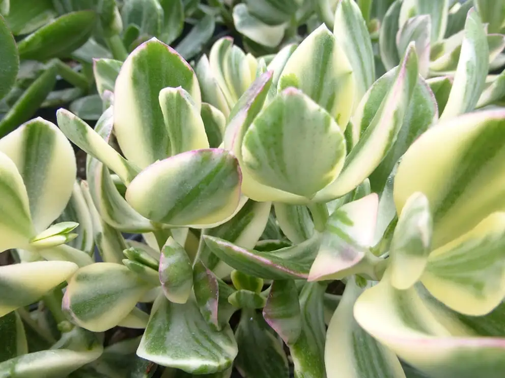 Jade Plant (Crassula ovata) — closeup