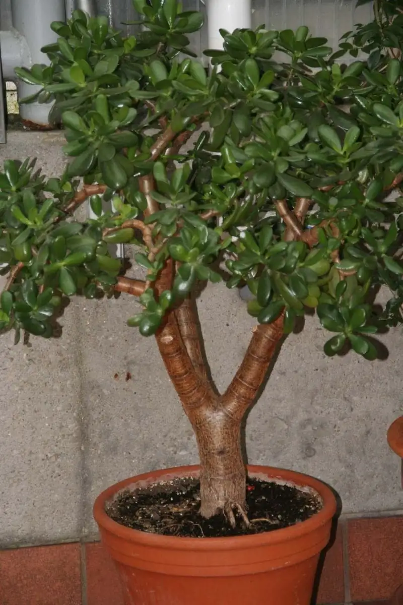 Jade Plant (Crassula ovata) — tampilan tambahan
