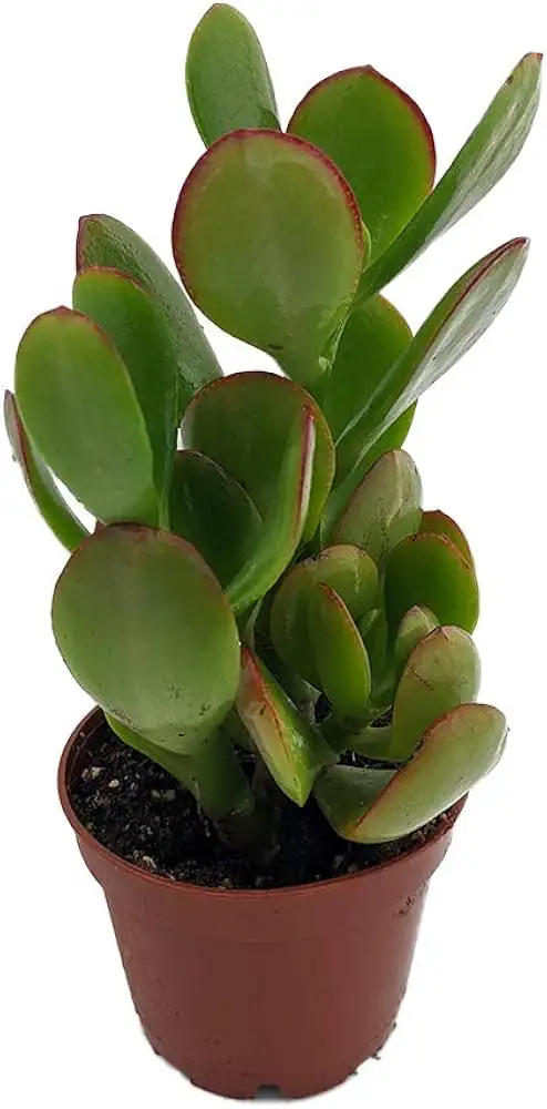 Jade Plant (Crassula ovata) — tampilan tambahan