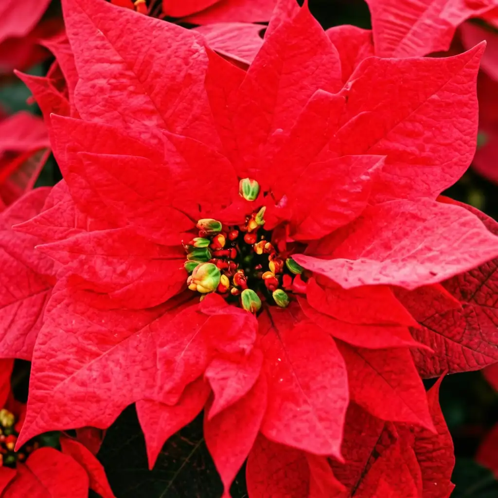 一品红 (Euphorbia pulcherrima Willd.) — 环境展示