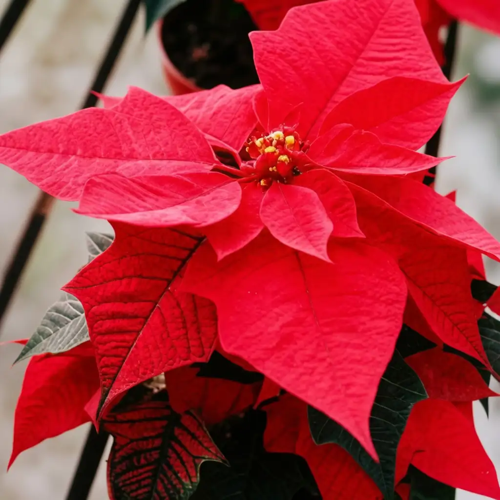 一品红 (Euphorbia pulcherrima Willd.) — 更多视角