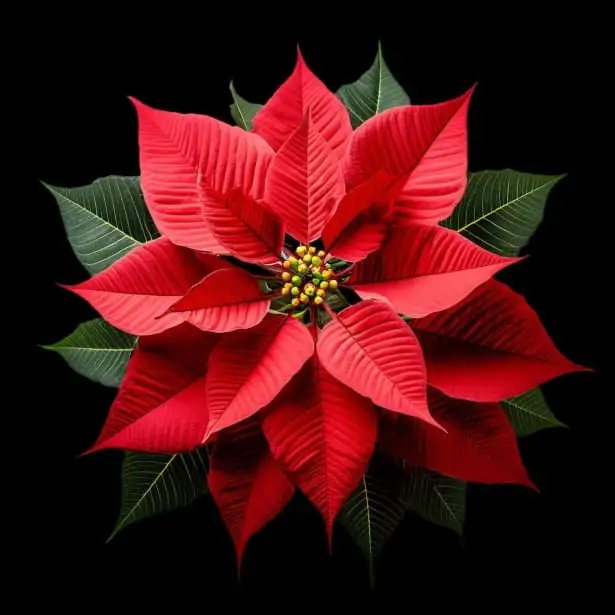 一品红 (Euphorbia pulcherrima Willd.) — 主图