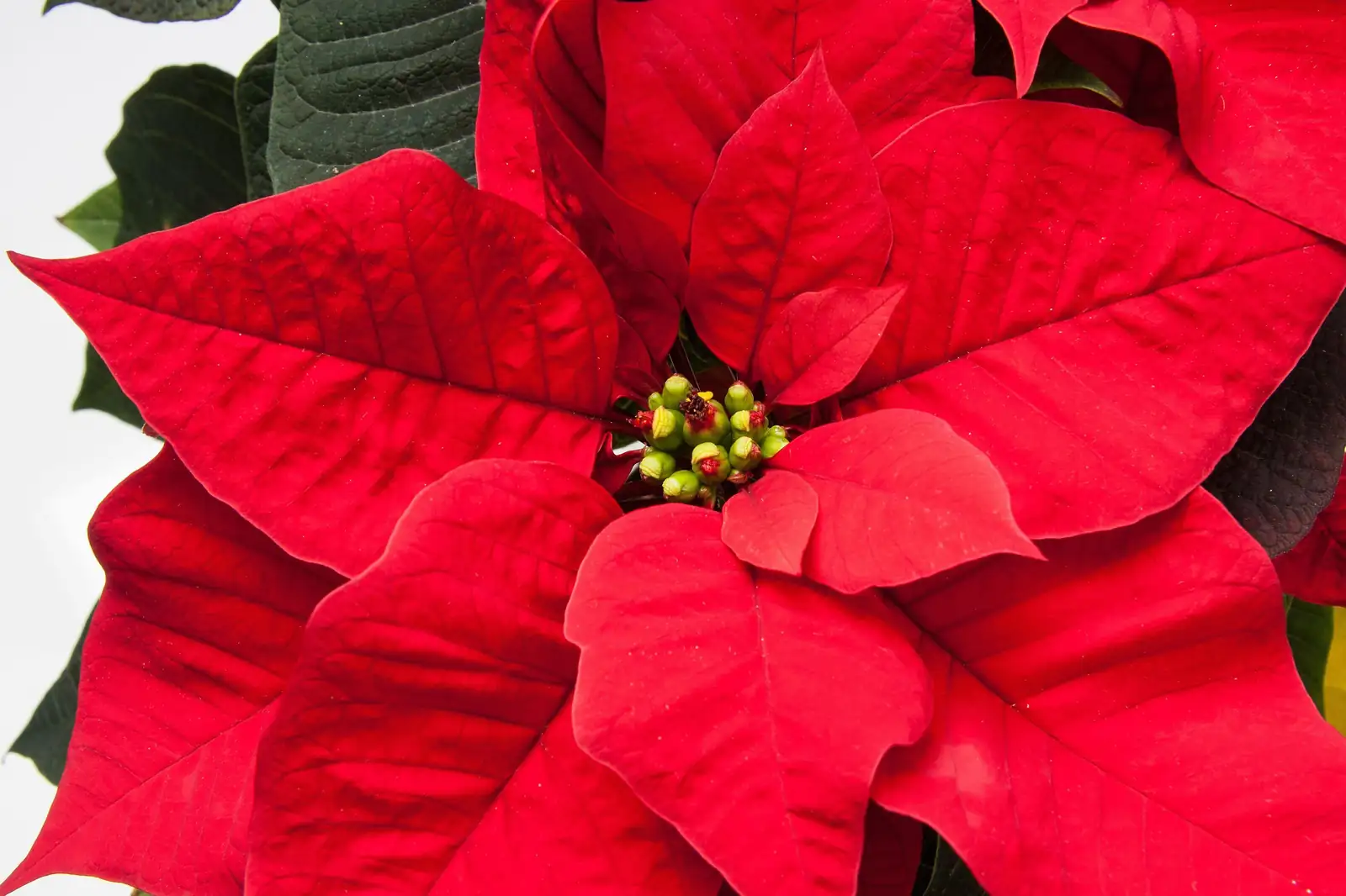 一品红 (Euphorbia pulcherrima Willd.) — 更多视角