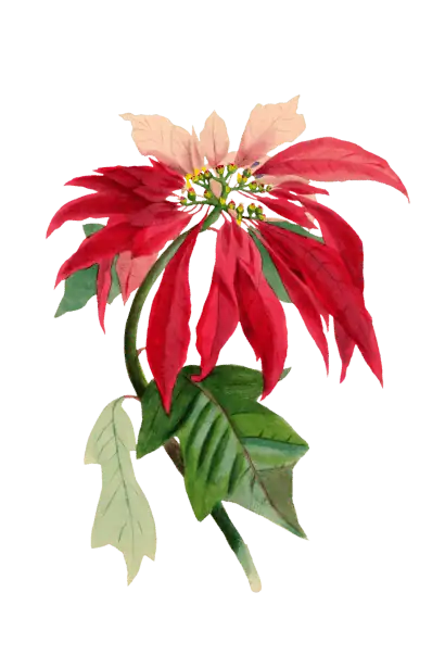 一品红 (Euphorbia pulcherrima Willd.) — 特写