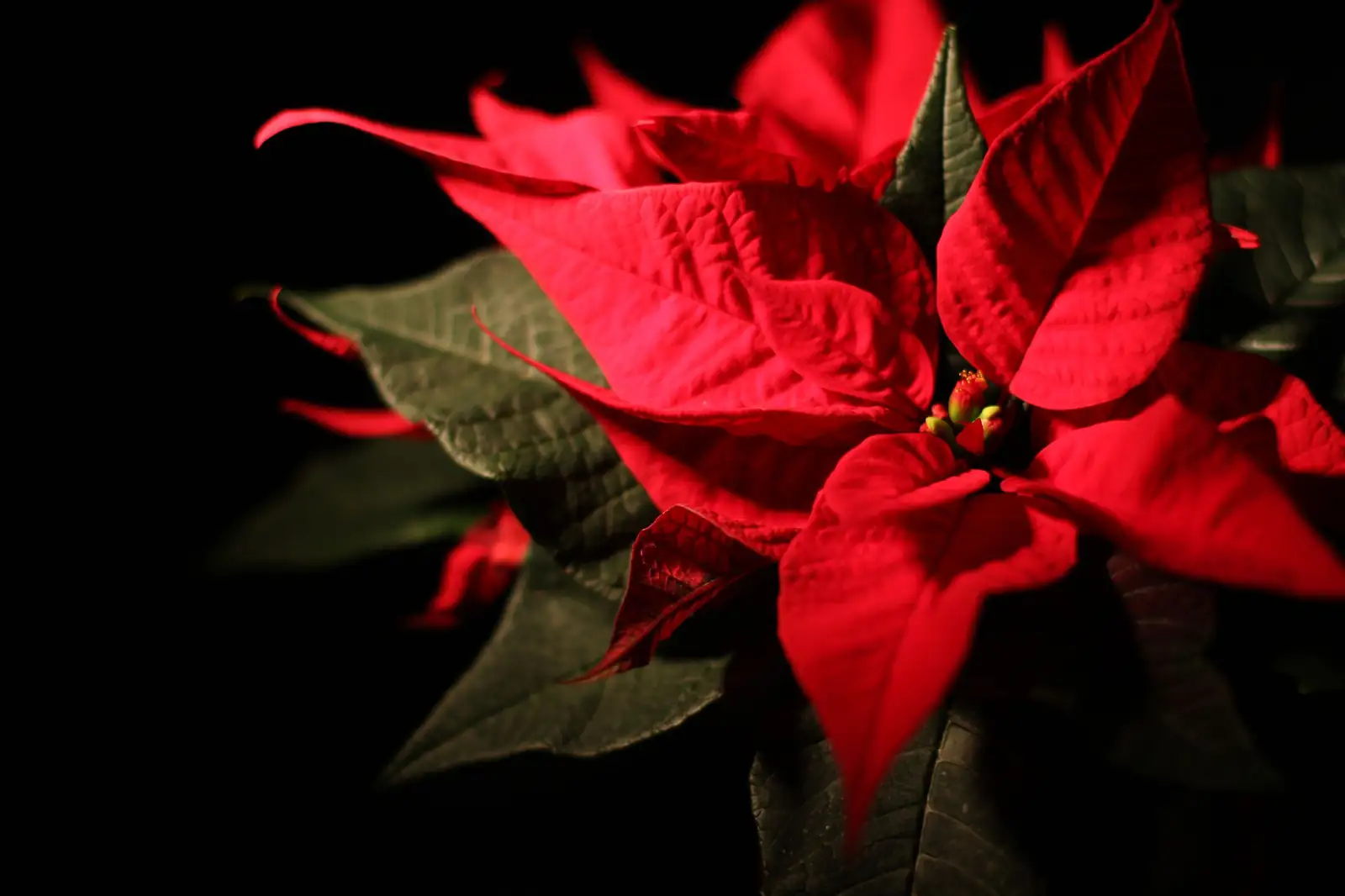 一品红 (Euphorbia pulcherrima Willd.) — 细节