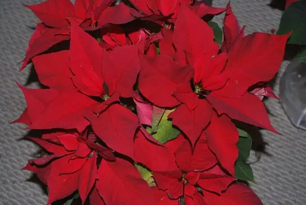 一品红 (Euphorbia pulcherrima Willd.) — 更多视角