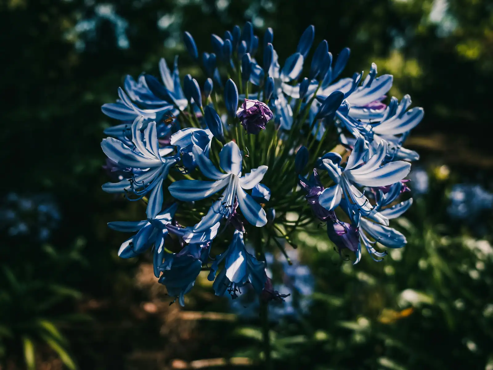 سوسن نیل (Agapanthus africanus) — نمای دیگر