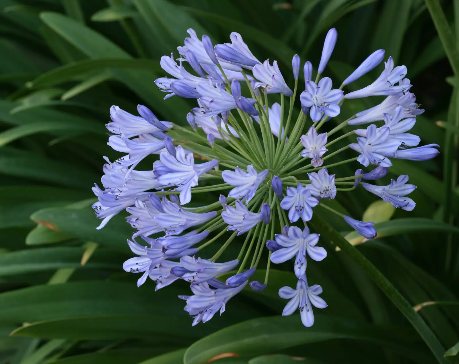 سوسن نیل (Agapanthus africanus) — نمای اصلی