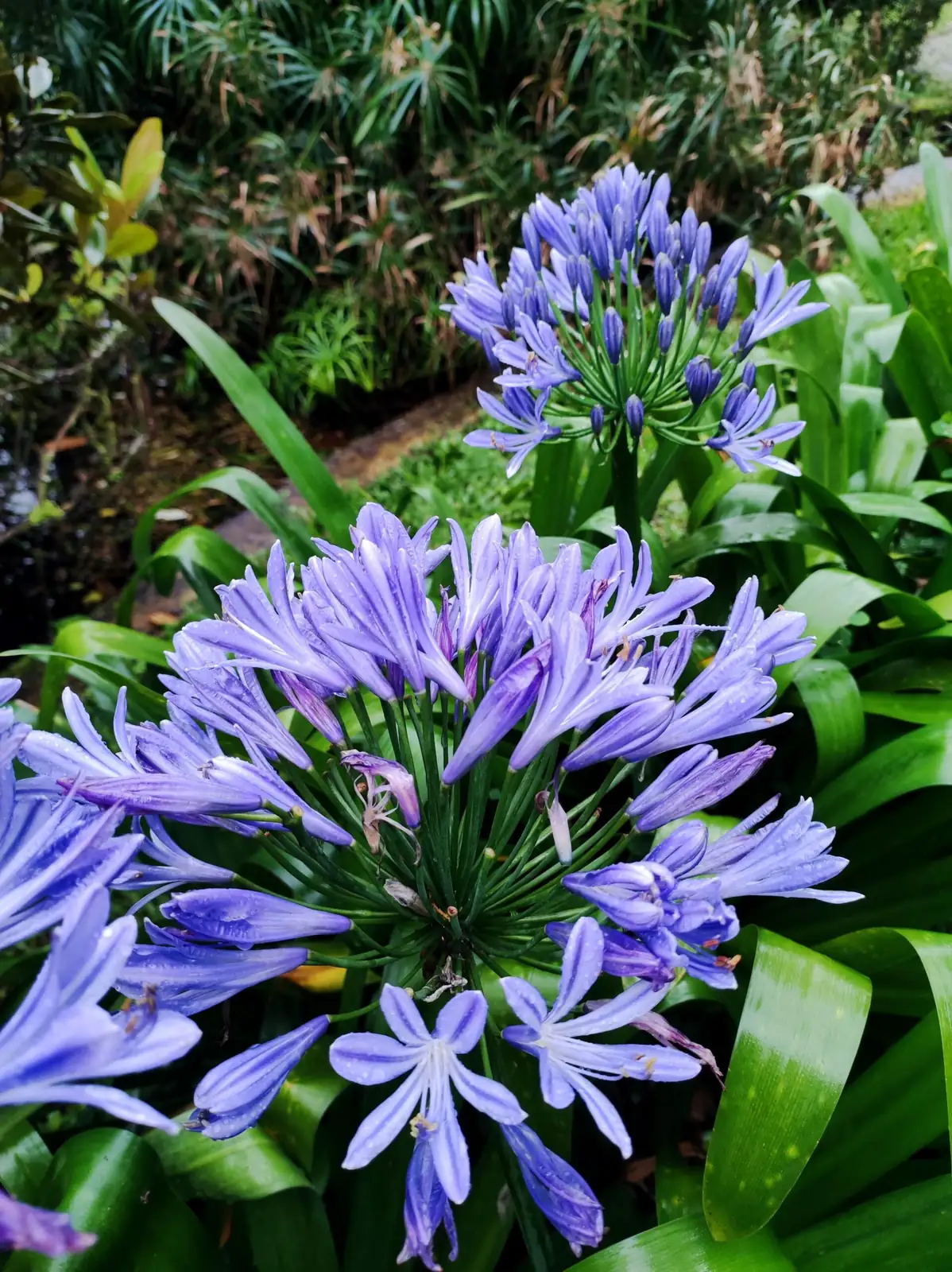 سوسن نیل (Agapanthus africanus) — نمای دیگر