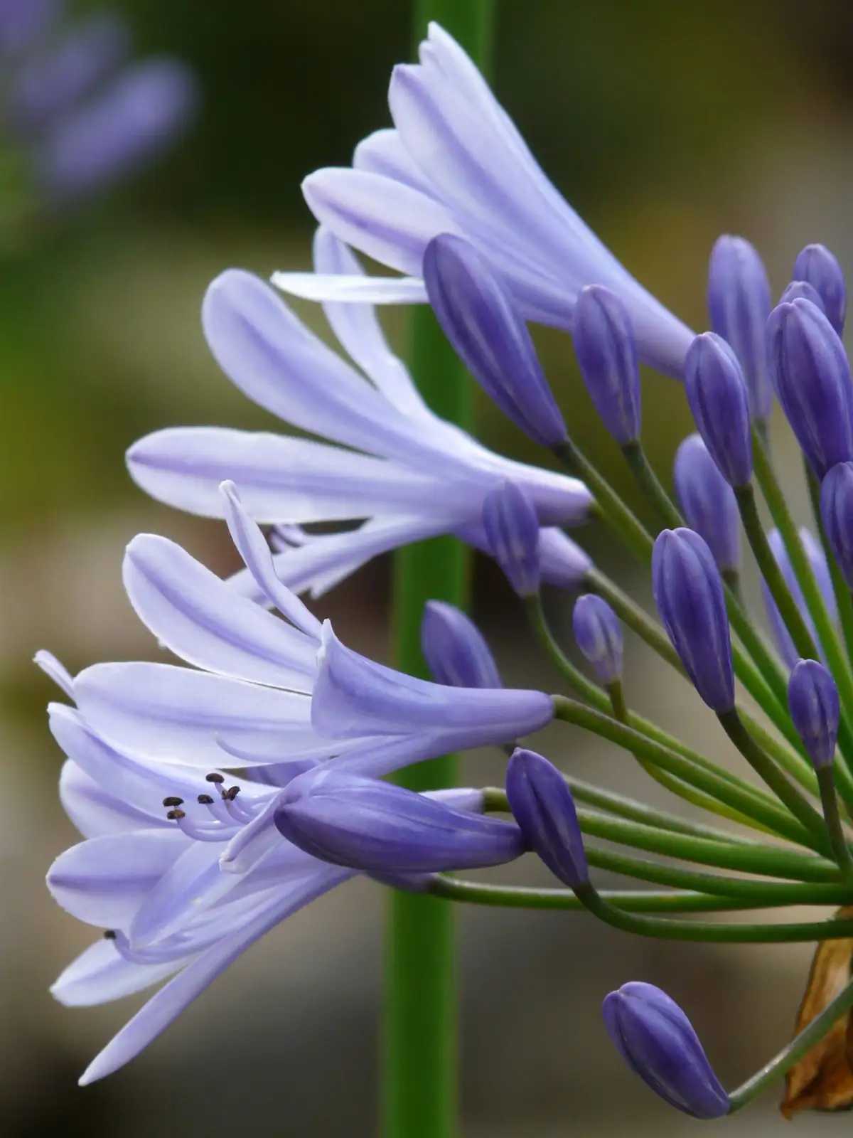 سوسن نیل (Agapanthus africanus) — در محیط