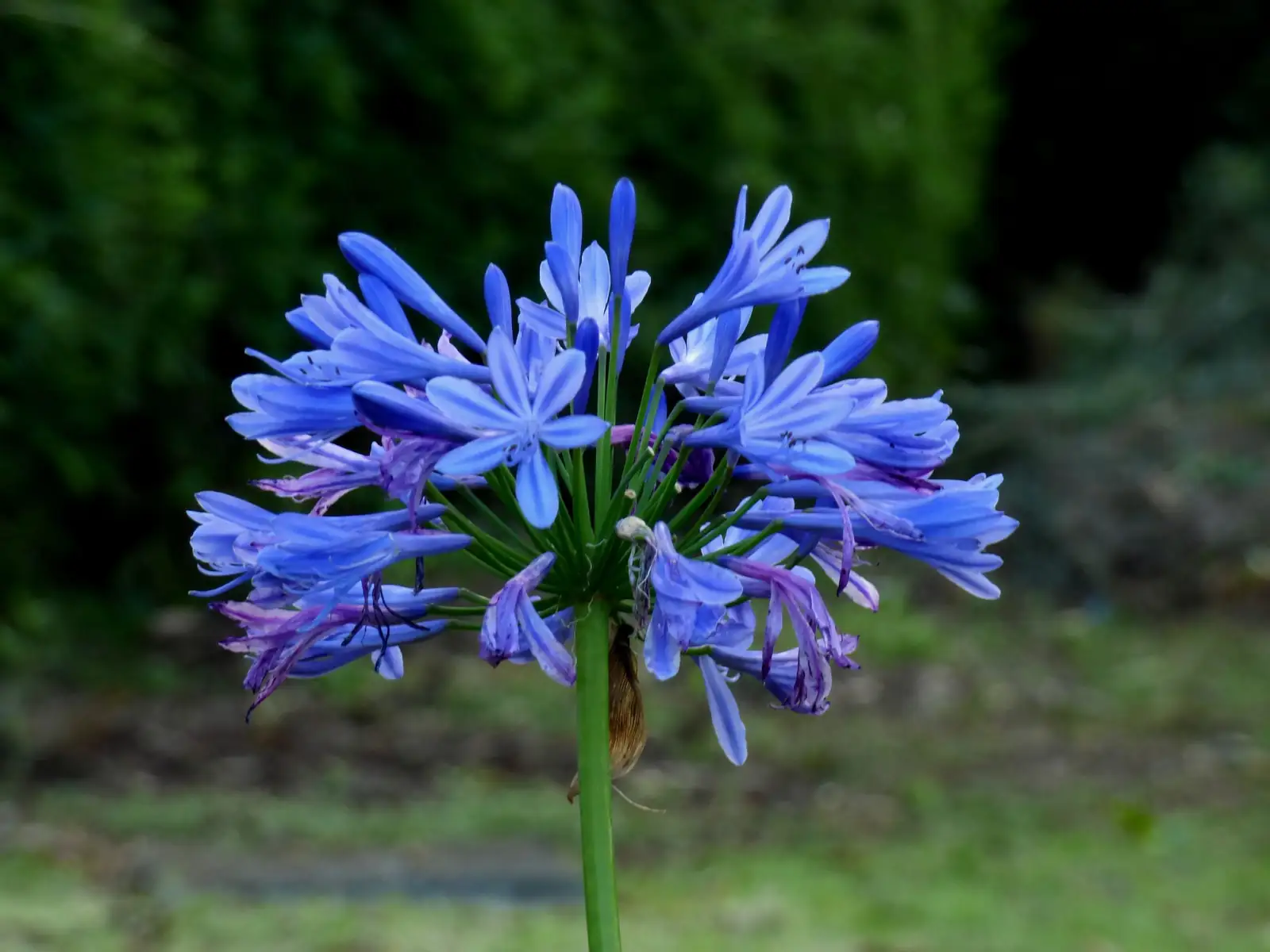 سوسن نیل (Agapanthus africanus) — نمای نزدیک