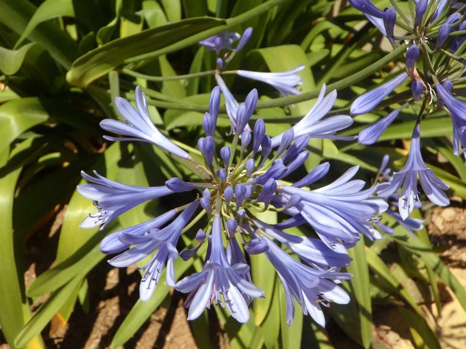 سوسن نیل (Agapanthus africanus) — جزئیات