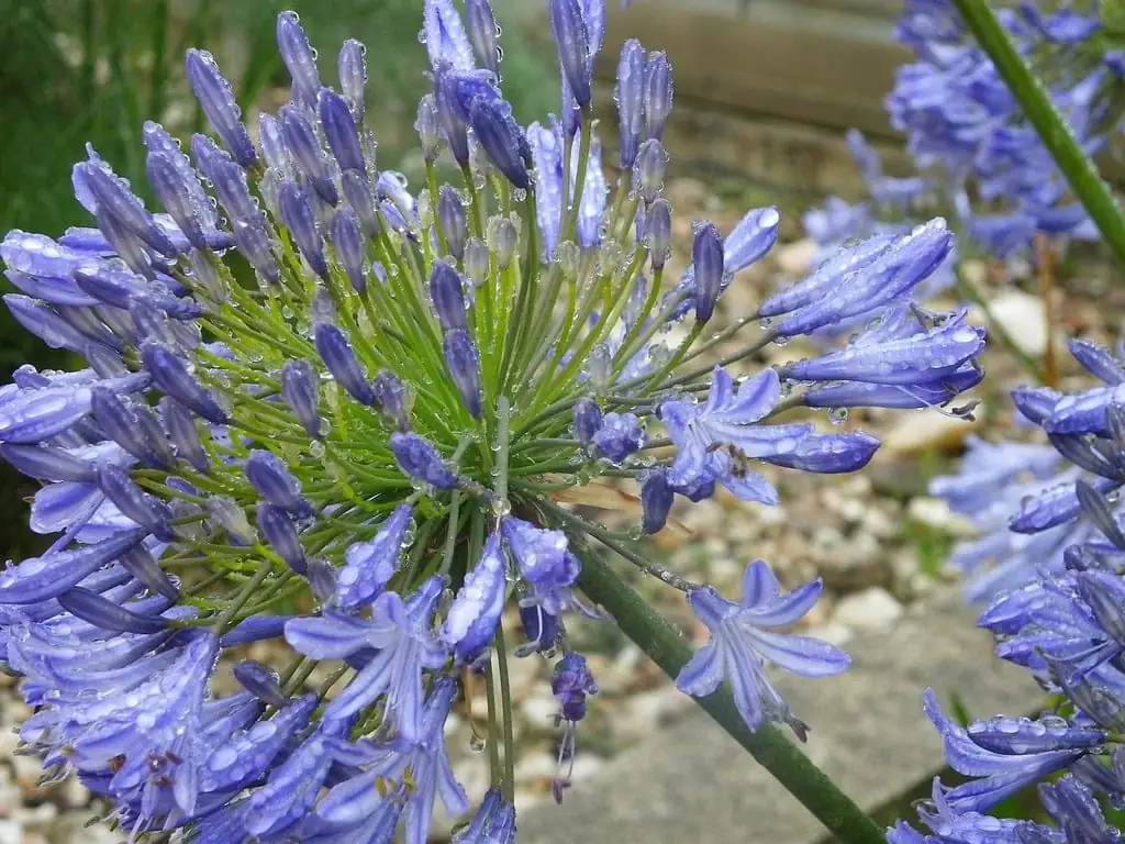 سوسن نیل (Agapanthus africanus) — نمای دیگر