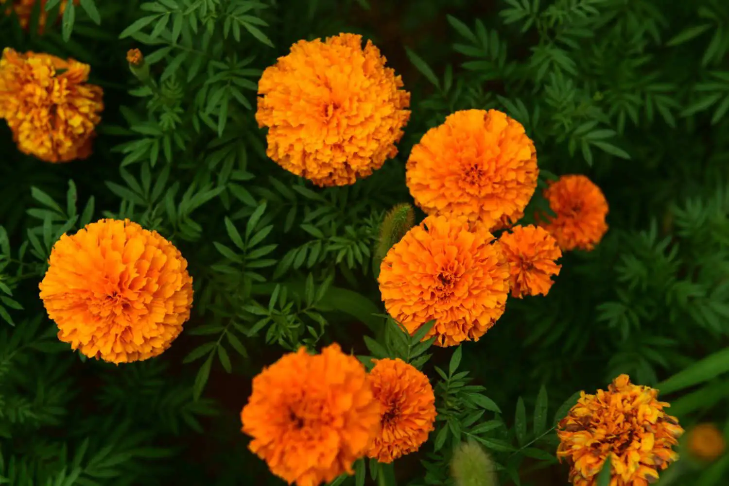 万寿菊 (Tagetes erecta) — 更多视角