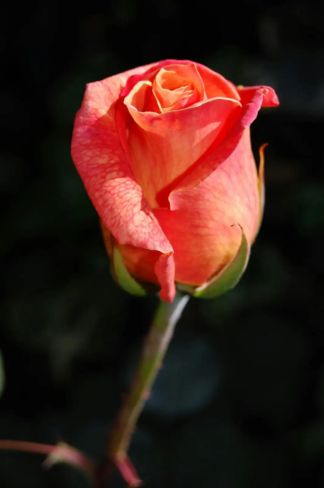 گلاب (Rosa rugosa) — ماحول میں