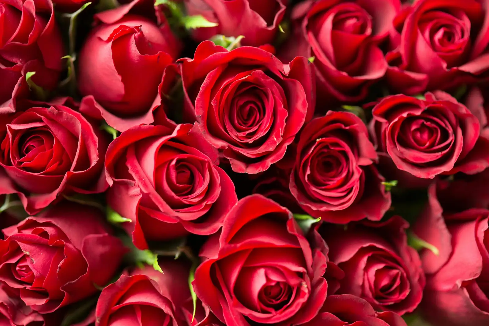 گلاب (Rosa rugosa) — اضافی منظر
