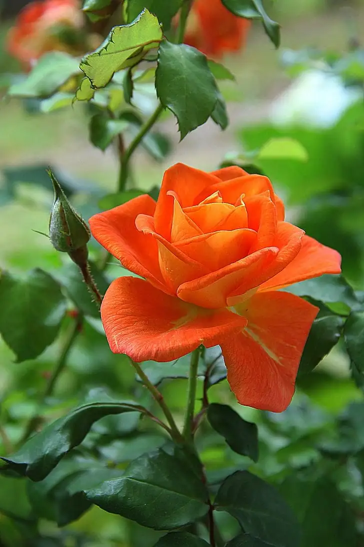 گلاب (Rosa rugosa) — قریبی منظر
