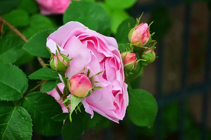 گلاب (Rosa rugosa) — اضافی منظر