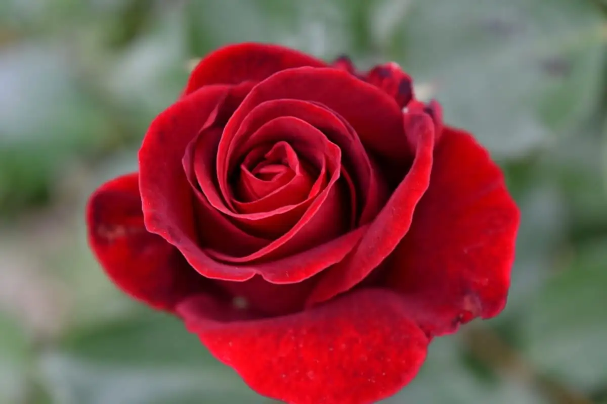 گلاب (Rosa rugosa) — تفصیل